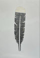 Rana Odell - Huia Feather