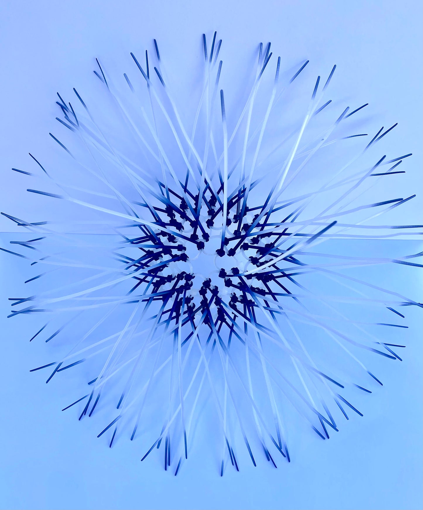 Andi Regan - Dandelion