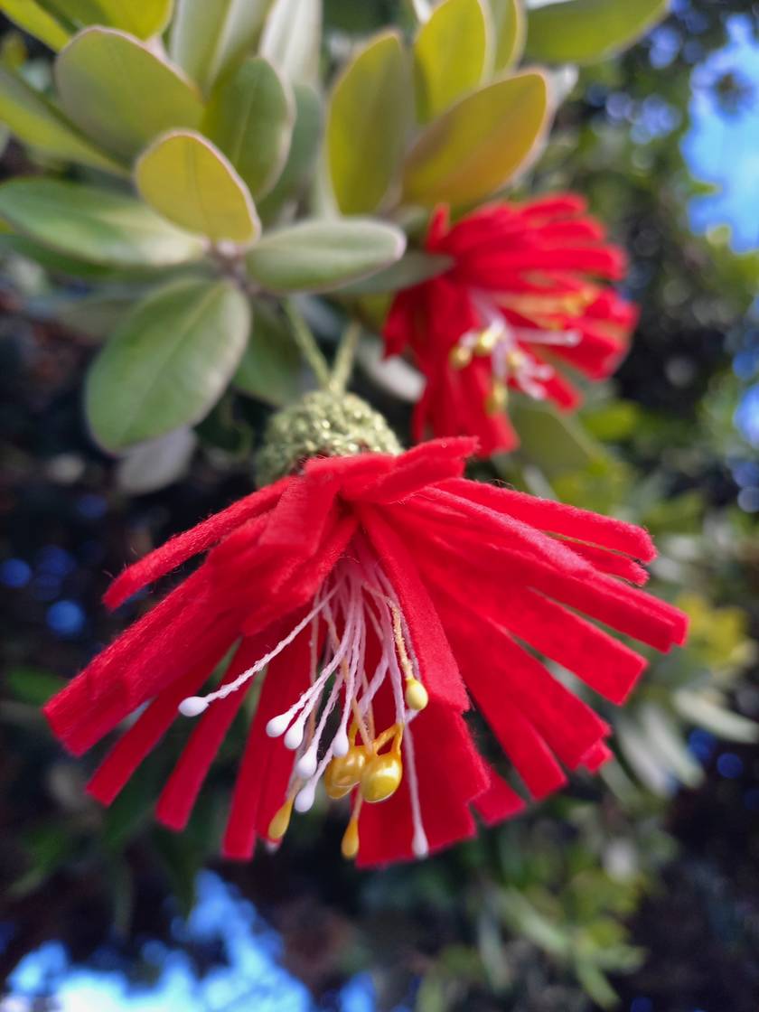 Pohutakawa Christmas